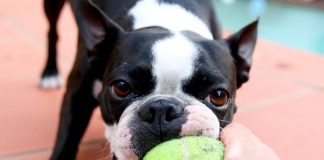 MAR Shopping Algarve diz “woof” ao novo ano com campeonato canino campeonato canino