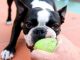 MAR Shopping Algarve diz “woof” ao novo ano com campeonato canino campeonato canino