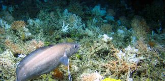 As alterações climáticas ameaçam o Oceano profundo do Atlântico Norte atlântico norte