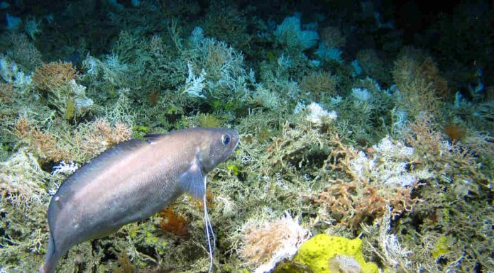 As alterações climáticas ameaçam o Oceano profundo do Atlântico Norte atlântico norte