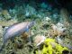 As alterações climáticas ameaçam o Oceano profundo do Atlântico Norte atlântico norte