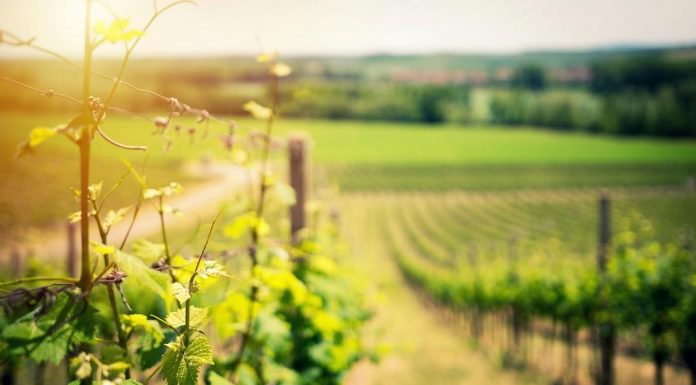Caves Primavera incorpora portefólio da PMC Wine&Food caves primavera