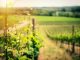 Caves Primavera incorpora portefólio da PMC Wine&Food caves primavera