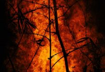 Incêndios florestais: investigadores desenvolvem plataforma para prevenir e detetar ocorrências antecipadamente incêndios florestais