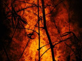 Incêndios florestais: investigadores desenvolvem plataforma para prevenir e detetar ocorrências antecipadamente incêndios florestais