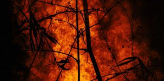 Incêndios florestais: investigadores desenvolvem plataforma para prevenir e detetar ocorrências antecipadamente incêndios florestais