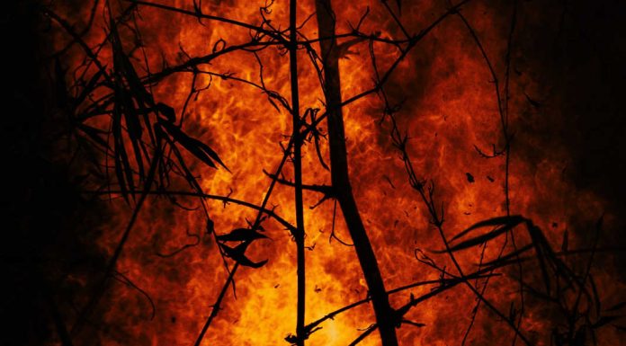 Incêndios florestais: investigadores desenvolvem plataforma para prevenir e detetar ocorrências antecipadamente incêndios florestais