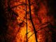 Incêndios florestais: investigadores desenvolvem plataforma para prevenir e detetar ocorrências antecipadamente incêndios florestais
