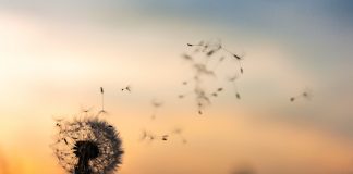 Moda ou ciência, para que serve e o que é Mindfulness? o que é mindfulness