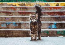 Saúde animal ainda é reativa: apenas 18% dos tutores recorrem ao veterinário antes de um problema saúde animal