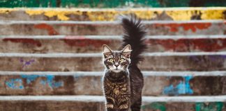 Saúde animal ainda é reativa: apenas 18% dos tutores recorrem ao veterinário antes de um problema saúde animal