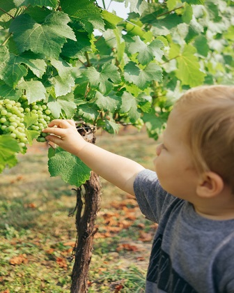 mundus vini mundus vini