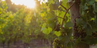 Dão com 23 vinhos premiados em concurso internacional vinhos premiados
