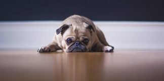 MAR Shopping Algarve lança conteúdos online com atividades para cães atividades para cães e donos