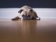 MAR Shopping Algarve lança conteúdos online com atividades para cães atividades para cães e donos