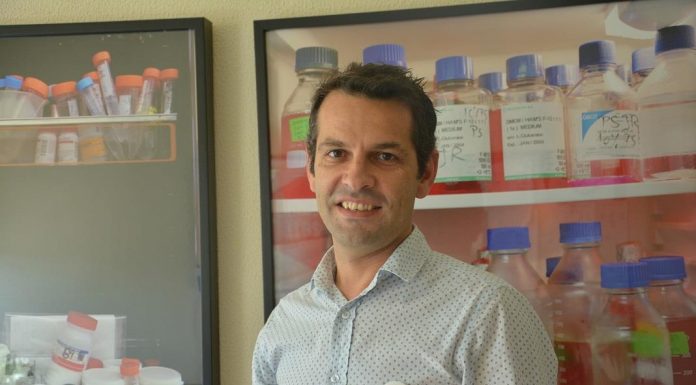 Cientistas descobrem proteína que contribui para o surgimento de doenças cardíacas doencas cardiacas