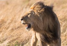 Safaris em Moçambique, da savana às praias paradisíacas Safaris em Moçambique