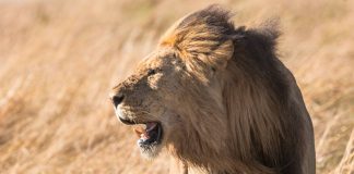 Safaris em Moçambique, da savana às praias paradisíacas Safaris em Moçambique