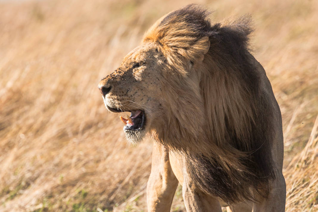 Safaris em Moçambique