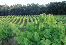 Cabriz entre os 100 melhores espumantes do mundo melhores espumantes