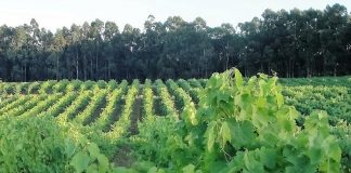 Cabriz entre os 100 melhores espumantes do mundo melhores espumantes
