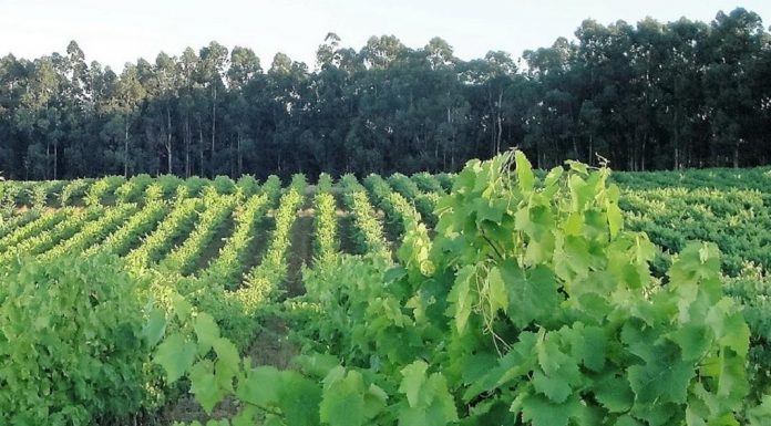 Cabriz entre os 100 melhores espumantes do mundo melhores espumantes