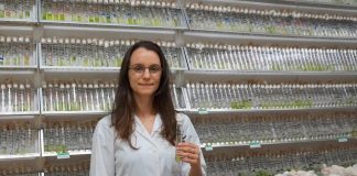 Microalgas de água doce: equipa internacional descobre nova família microalgas de água doce