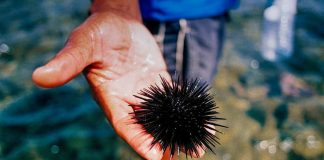 Ouriço-do-mar: investigadores querem tornar viável a produção do “caviar português” em aquacultura ouriço-do-mar