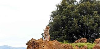 Estudo analisa as tendências da biodiversidade na Europa biodiversidade na europa