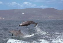 Golfinhos do Sado: um guia de boas práticas para proteção da espécie golfinhos do sado