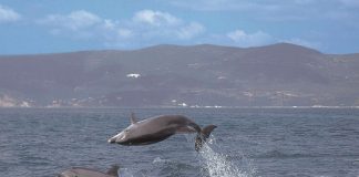 Golfinhos do Sado: um guia de boas práticas para proteção da espécie golfinhos do sado