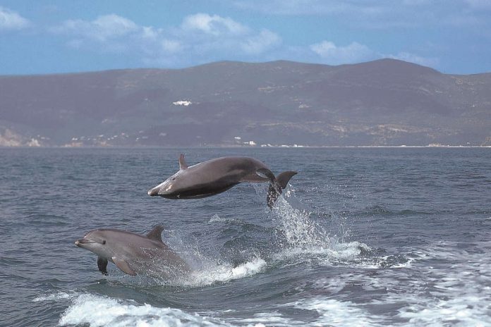 golfinhos do sado