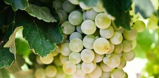Programa VITIS: Adega de Monção ajuda associados a reconverter vinhas programa vitis