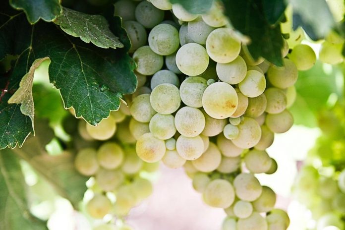 programa vitis programa vitis