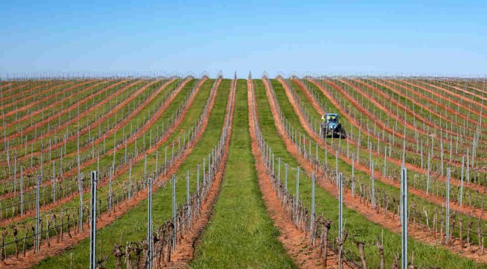 Pias, da venda a granel à autenticidade do vinhos Família Margaça pias vinhos família margaça