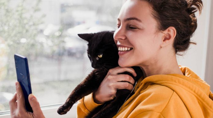 Como fotografar gatos: 5 dicas infalíveis como fotografar gatos