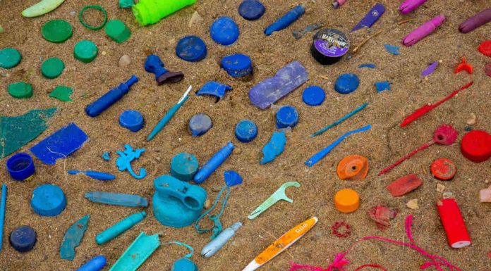 “The Plastic Hike”: SEA LIFE Porto junta-se à iniciativa the plastic hike