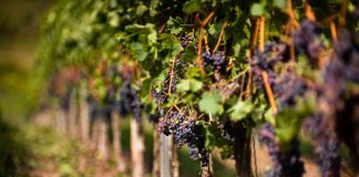 Monção e Melgaço: Turismo do Porto e Norte considera o enoturismo fundamental Monção e Melgaço