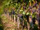 Monção e Melgaço: Turismo do Porto e Norte considera o enoturismo fundamental Monção e Melgaço
