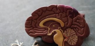 Equipa da UC recebe 782 mil euros para o estudo de doenças do neurodesenvolvimento e epilepsia neurodesenvolvimento e epilepsia