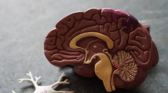 Equipa da UC recebe 782 mil euros para o estudo de doenças do neurodesenvolvimento e epilepsia neurodesenvolvimento e epilepsia