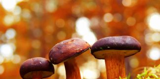 Relatório sobre o estado das plantas e fungos no mundo tem participação da UC Plantas e fungos no mundo