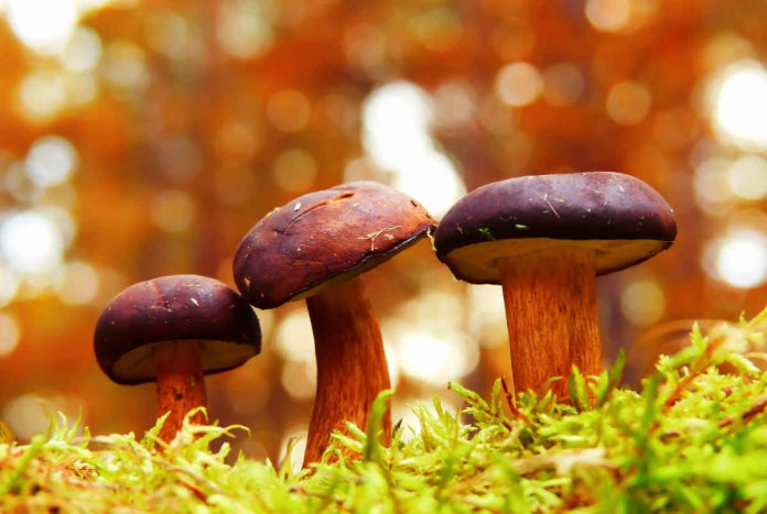 Plantas e fungos no mundo