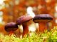Relatório sobre o estado das plantas e fungos no mundo tem participação da UC Plantas e fungos no mundo