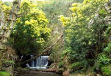 Espécies invasoras : inseto australiano reduz até 98% a produção de sementes de acácia-de-espigas nas dunas portuguesas especies invasoras