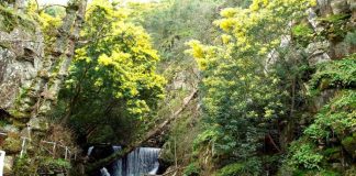 Espécies invasoras : inseto australiano reduz até 98% a produção de sementes de acácia-de-espigas nas dunas portuguesas especies invasoras
