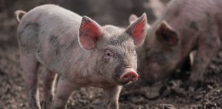 O que é o Bem-estar Animal: uma realidade ou um mero argumento de marketing? o que é o bem-estar animal