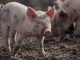 O que é o Bem-estar Animal: uma realidade ou um mero argumento de marketing? o que é o bem-estar animal