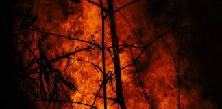 Estudo de Fogos Florestais: projeto liderado pela UC conquista 10 milhões de euros estudo de grandes fogos florestais