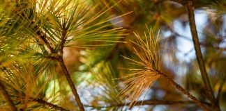Doença da murchidão do pinheiro: projeto PineWall propõe estratégia de combate projeto pinewall combate doença do pinheiro